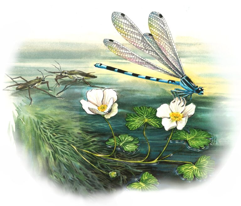 Aquarelle