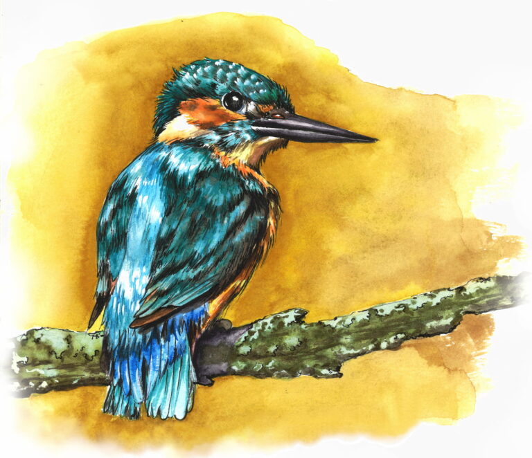 Feutre et aquarelle